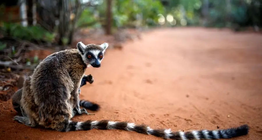 World's oldest climate fund targets wildlife bonds for every country in Africa